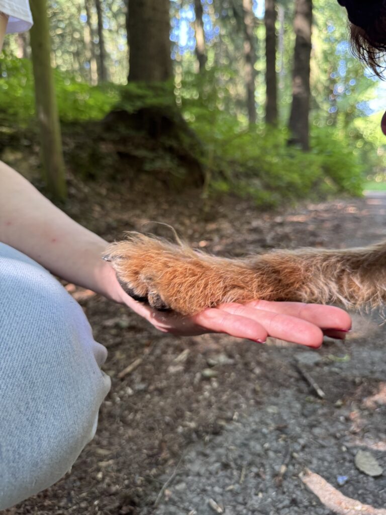 Physiotherapie für Hunde & Pferde